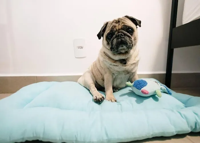 Apê Pet Friendly | Completo e Aconchegante